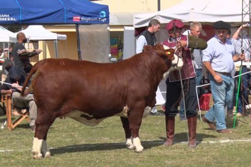 Jura Braford en la Exposición Gandera de la Sociedad Rural de Feliciano 2021