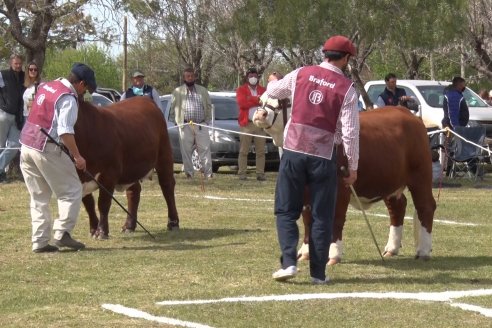 Jura Braford en la Exposición Gandera de la Sociedad Rural de Feliciano 2021