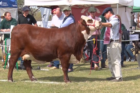 Jura Braford en la Exposición Gandera de la Sociedad Rural de Feliciano 2021