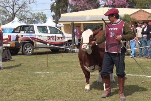 Jura Braford en la Exposición Gandera de la Sociedad Rural de Feliciano 2021