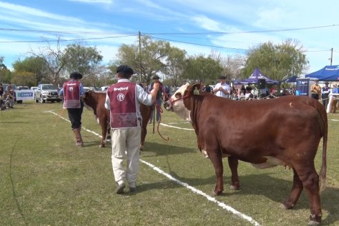 Jura Braford en la Exposición Gandera de la Sociedad Rural de Feliciano 2021