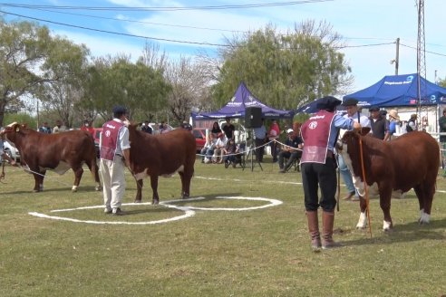 Jura Braford en la Exposición Gandera de la Sociedad Rural de Feliciano 2021