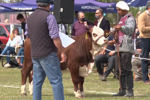 Jura Braford en la Exposición Gandera de la Sociedad Rural de Feliciano 2021