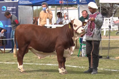 Jura Braford en la Exposición Gandera de la Sociedad Rural de Feliciano 2021