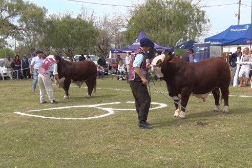 Jura Braford en la Exposición Gandera de la Sociedad Rural de Feliciano 2021