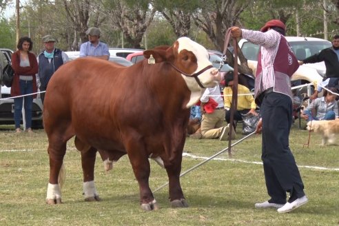 Jura Braford en la Exposición Gandera de la Sociedad Rural de Feliciano 2021