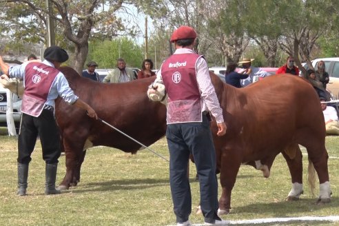 Jura Braford en la Exposición Gandera de la Sociedad Rural de Feliciano 2021