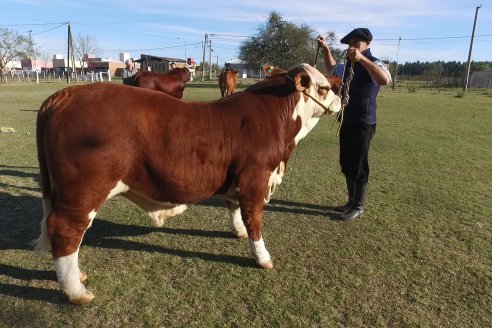 Jura Braford en la Exposición Gandera de la Sociedad Rural de Feliciano 2021