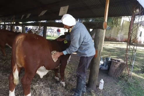 Jura Braford en la Exposición Gandera de la Sociedad Rural de Feliciano 2021