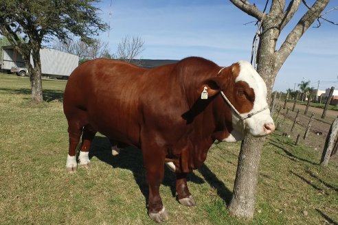 Jura Braford en la Exposición Gandera de la Sociedad Rural de Feliciano 2021