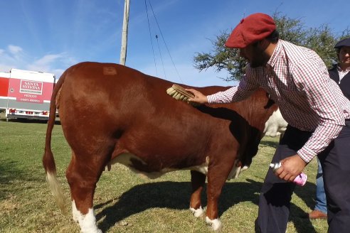 Jura Braford en la Exposición Gandera de la Sociedad Rural de Feliciano 2021