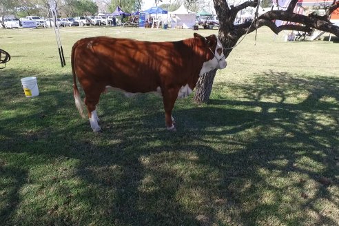 Jura Braford en la Exposición Gandera de la Sociedad Rural de Feliciano 2021