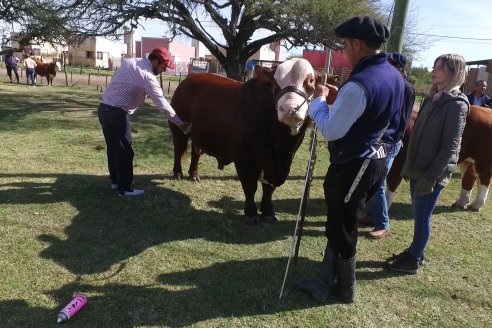 Jura Braford en la Exposición Gandera de la Sociedad Rural de Feliciano 2021