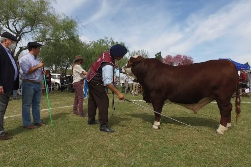 Jura Braford en la Exposición Gandera de la Sociedad Rural de Feliciano 2021