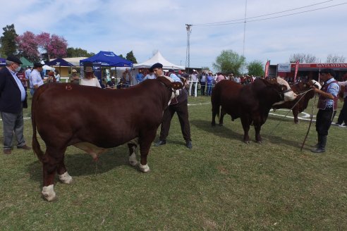 Jura Braford en la Exposición Gandera de la Sociedad Rural de Feliciano 2021