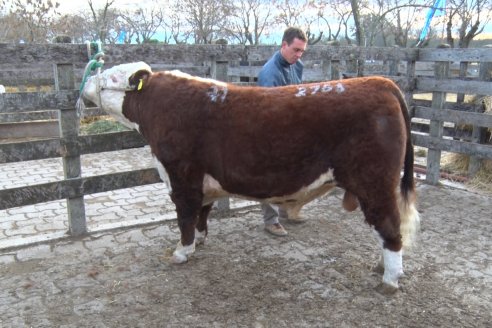 Hereford se floreó en la 128 Expo Ganadera de la Sociedad Rural de Gualeguaychú