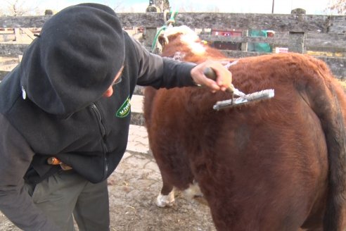 Hereford se floreó en la 128 Expo Ganadera de la Sociedad Rural de Gualeguaychú