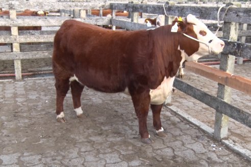 Hereford se floreó en la 128 Expo Ganadera de la Sociedad Rural de Gualeguaychú