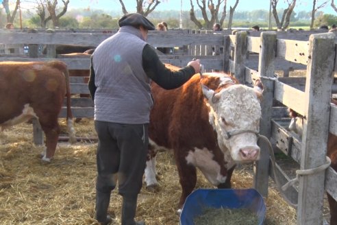 Hereford se floreó en la 128 Expo Ganadera de la Sociedad Rural de Gualeguaychú