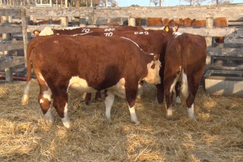 Hereford se floreó en la 128 Expo Ganadera de la Sociedad Rural de Gualeguaychú