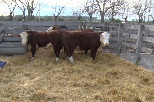 Hereford se floreó en la 128 Expo Ganadera de la Sociedad Rural de Gualeguaychú