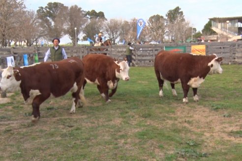 Hereford se floreó en la 128 Expo Ganadera de la Sociedad Rural de Gualeguaychú