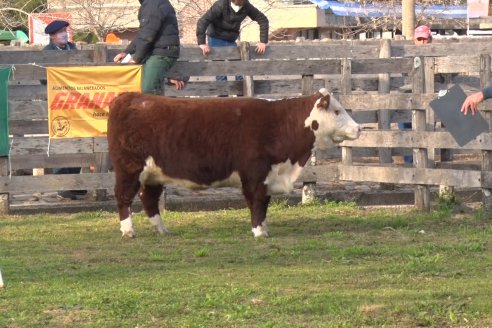 Hereford se floreó en la 128 Expo Ganadera de la Sociedad Rural de Gualeguaychú