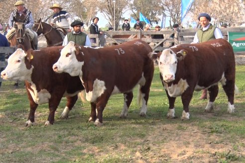 Hereford se floreó en la 128 Expo Ganadera de la Sociedad Rural de Gualeguaychú