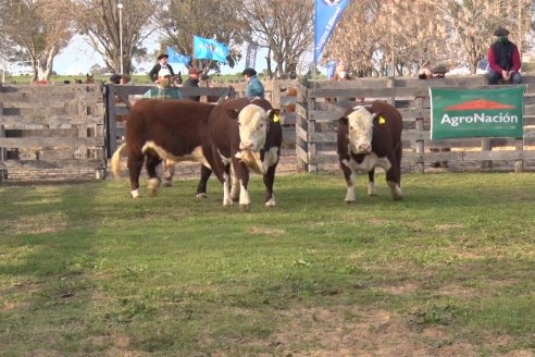 Hereford se floreó en la 128 Expo Ganadera de la Sociedad Rural de Gualeguaychú