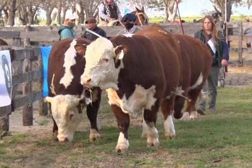 Hereford se floreó en la 128 Expo Ganadera de la Sociedad Rural de Gualeguaychú