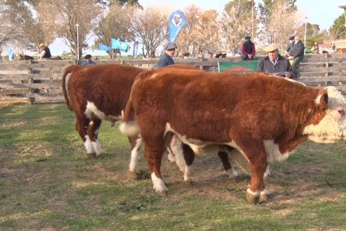 Hereford se floreó en la 128 Expo Ganadera de la Sociedad Rural de Gualeguaychú