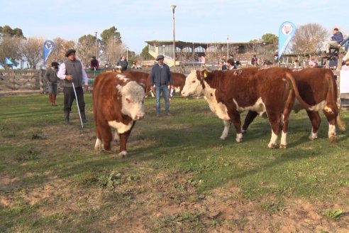 Hereford se floreó en la 128 Expo Ganadera de la Sociedad Rural de Gualeguaychú