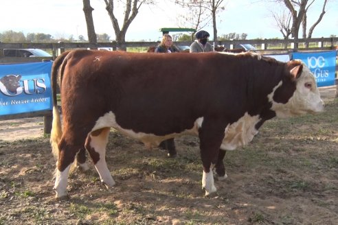 Hereford se floreó en la 128 Expo Ganadera de la Sociedad Rural de Gualeguaychú