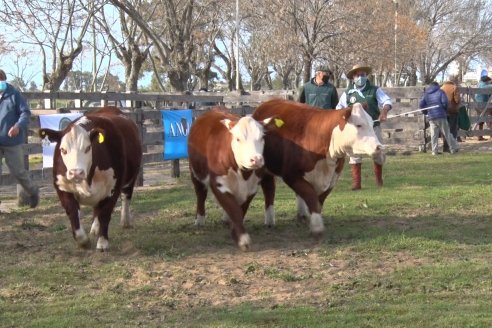 Hereford se floreó en la 128 Expo Ganadera de la Sociedad Rural de Gualeguaychú