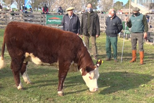 Hereford se floreó en la 128 Expo Ganadera de la Sociedad Rural de Gualeguaychú