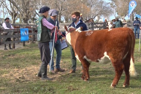 Hereford se floreó en la 128 Expo Ganadera de la Sociedad Rural de Gualeguaychú