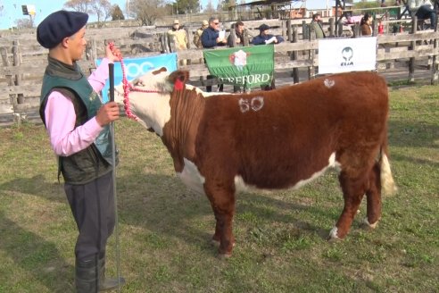 Hereford se floreó en la 128 Expo Ganadera de la Sociedad Rural de Gualeguaychú