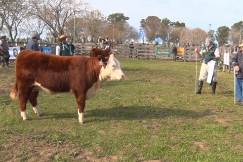 Hereford se floreó en la 128 Expo Ganadera de la Sociedad Rural de Gualeguaychú