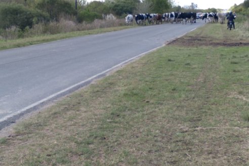 La rebelión de las vacas de la escuela Las Delicias