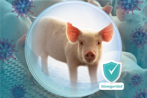 Bioseguridad la herramienta más importante para la prevención de la Peste Porcina Africana (PPA)