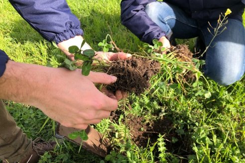 Investigan todo el potencial agrícola de la tierra artificial