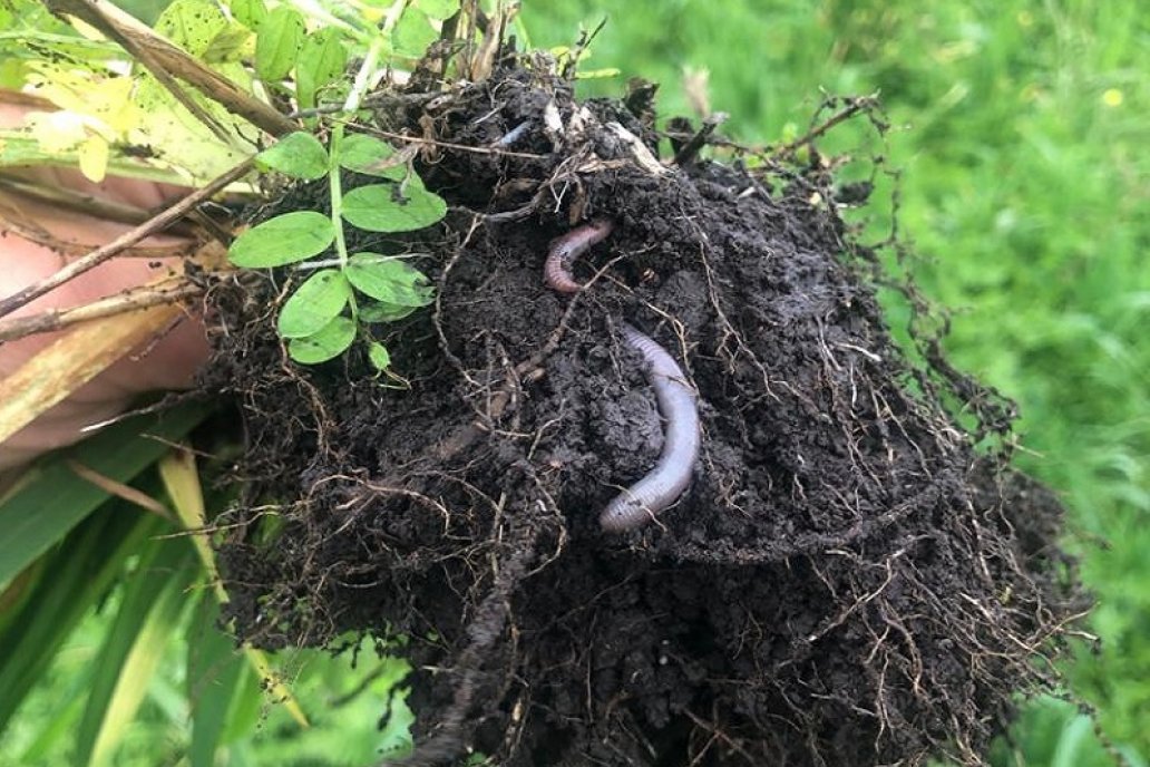 La agricultura regenerativa propone armonizar la producción con la naturaleza.