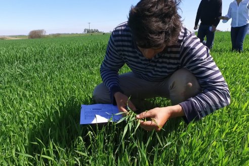 Revisan con atención el impacto de la roya en campos de Gualeguay