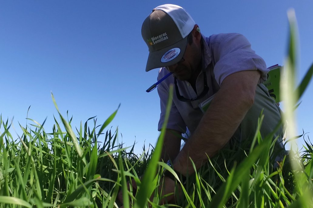 Aquí falta, pero en el norte argentino el trigo rinde 10 quintales la hectárea.