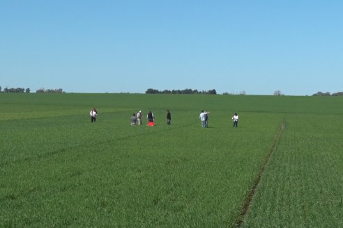 Ensayo de Trigo - Coop.Agric.Mixta La Protectora Ltda. - Colonia La Buena Vista, Dpto Gualeguay