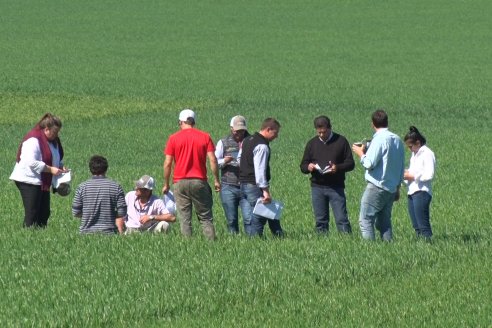 Ensayo de Trigo - Coop.Agric.Mixta La Protectora Ltda. - Colonia La Buena Vista, Dpto Gualeguay