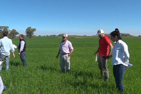 Ensayo de Trigo - Coop.Agric.Mixta La Protectora Ltda. - Colonia La Buena Vista, Dpto Gualeguay