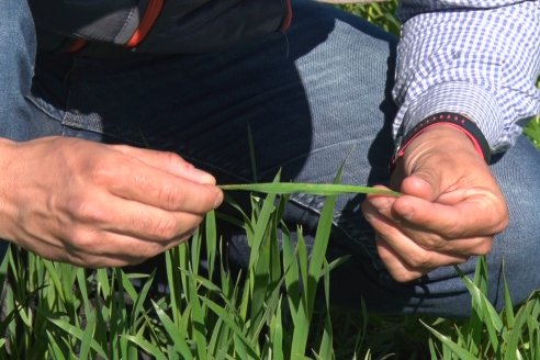 Ensayo de Trigo - Coop.Agric.Mixta La Protectora Ltda. - Colonia La Buena Vista, Dpto Gualeguay