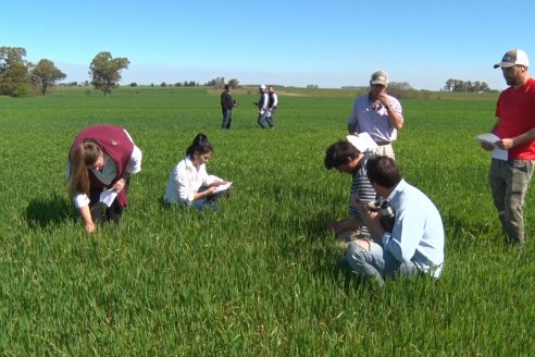 Ensayo de Trigo - Coop.Agric.Mixta La Protectora Ltda. - Colonia La Buena Vista, Dpto Gualeguay