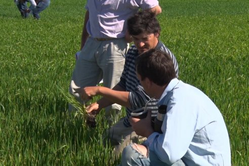 Ensayo de Trigo - Coop.Agric.Mixta La Protectora Ltda. - Colonia La Buena Vista, Dpto Gualeguay